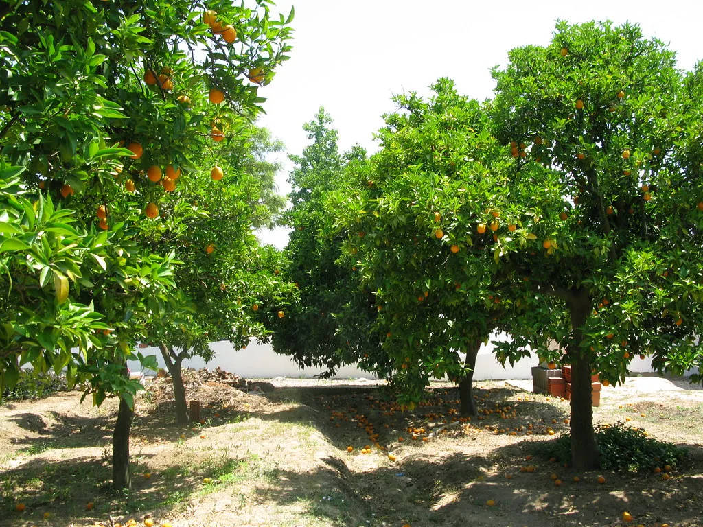 Rolling Orange Groves in Portugal, Portugal