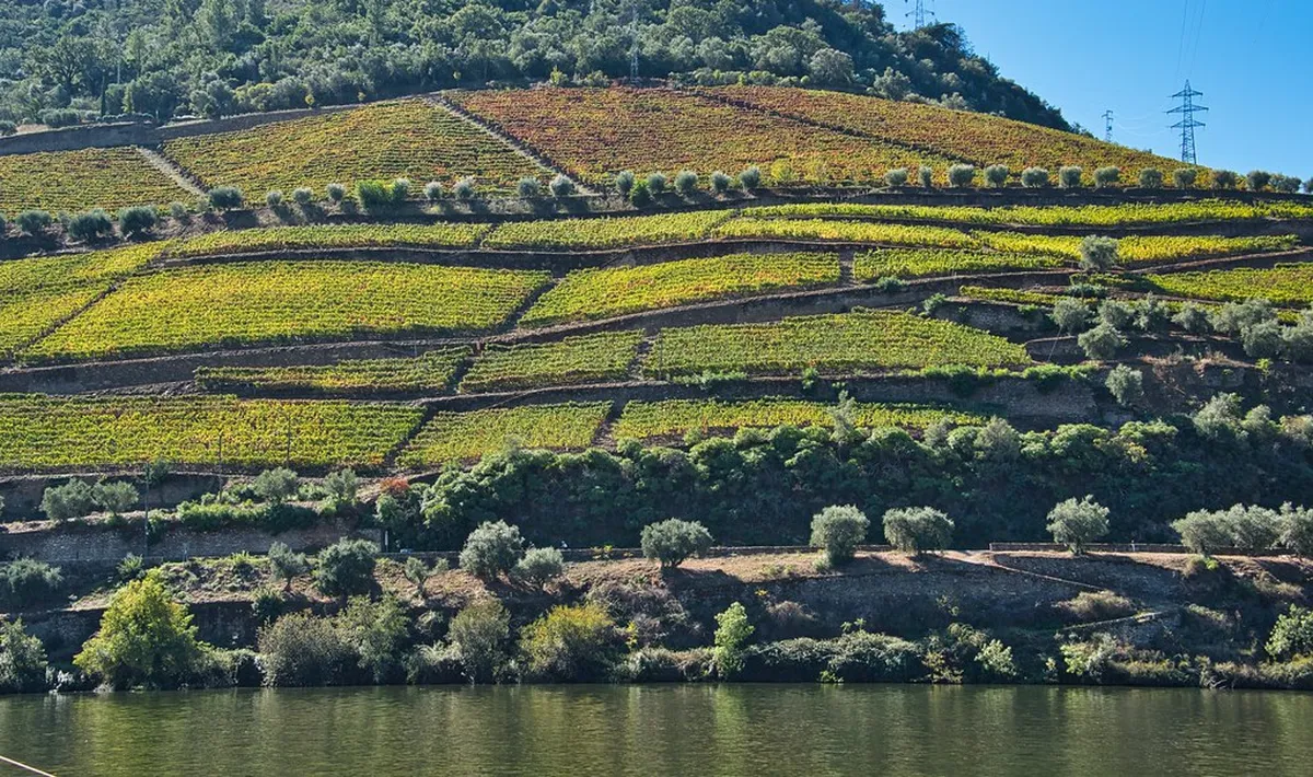 Alto Douro Wine Region: 8 Essential Things to Know