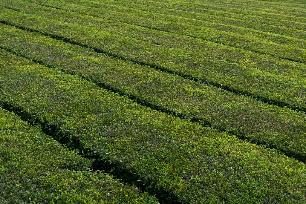 Gorreana Tea Factory in Azores, Portugal