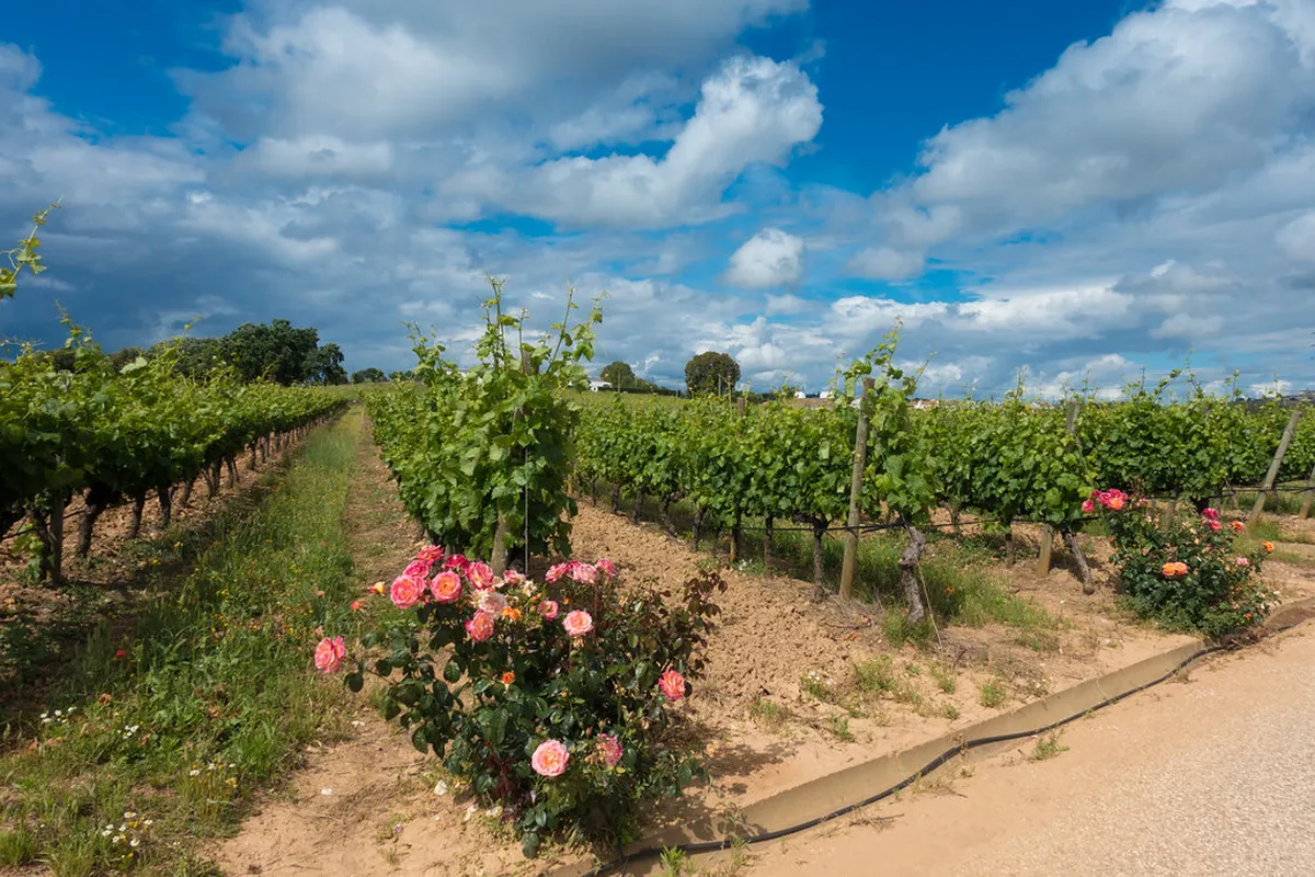 Museums, Art, and Culture in Évora Wine: in Évora, Portugal