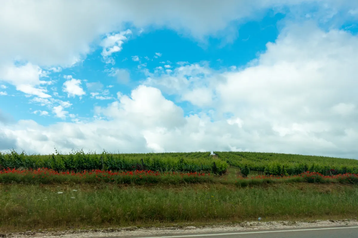 Parks, Gardens, and Outdoor Spots in Évora Wine: in Évora, Portugal