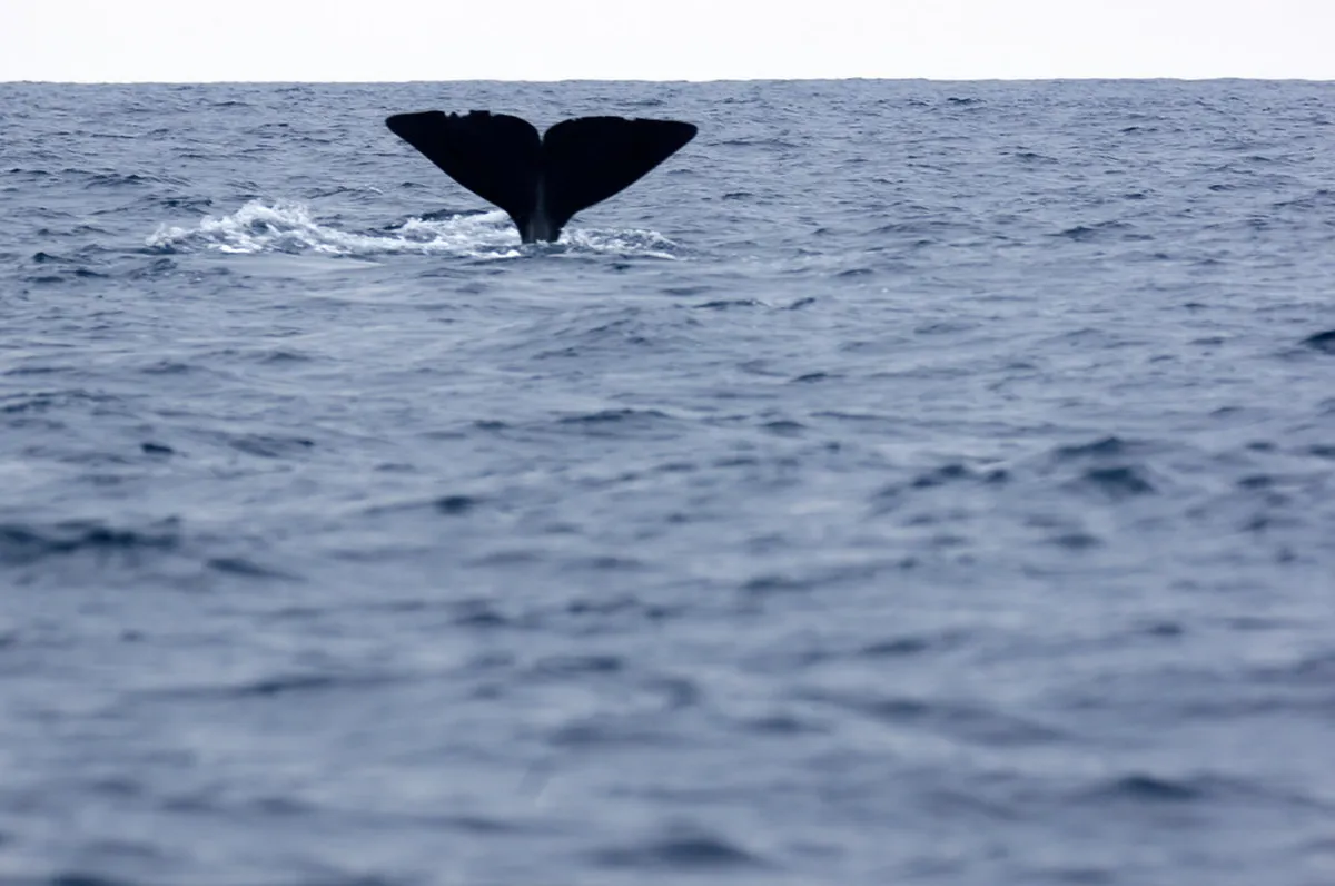 Diving in the Azores: 10 Things to Know Before You Go