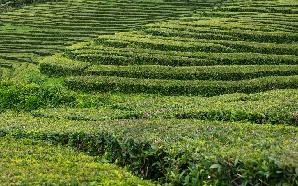 Oldest Tea Plantation in Azores, Portugal
