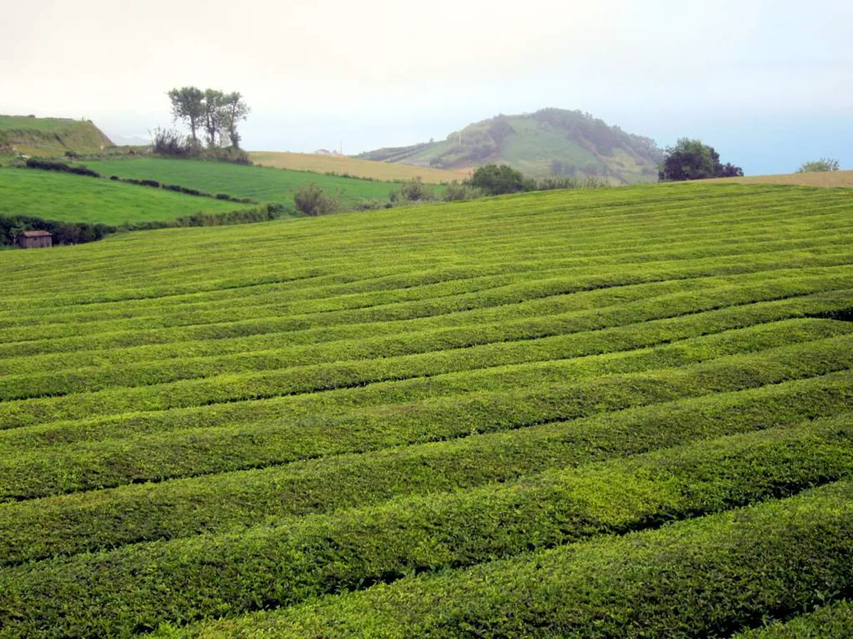 Gorreana Tea Plantation Azores: Complete Visitor's Guide