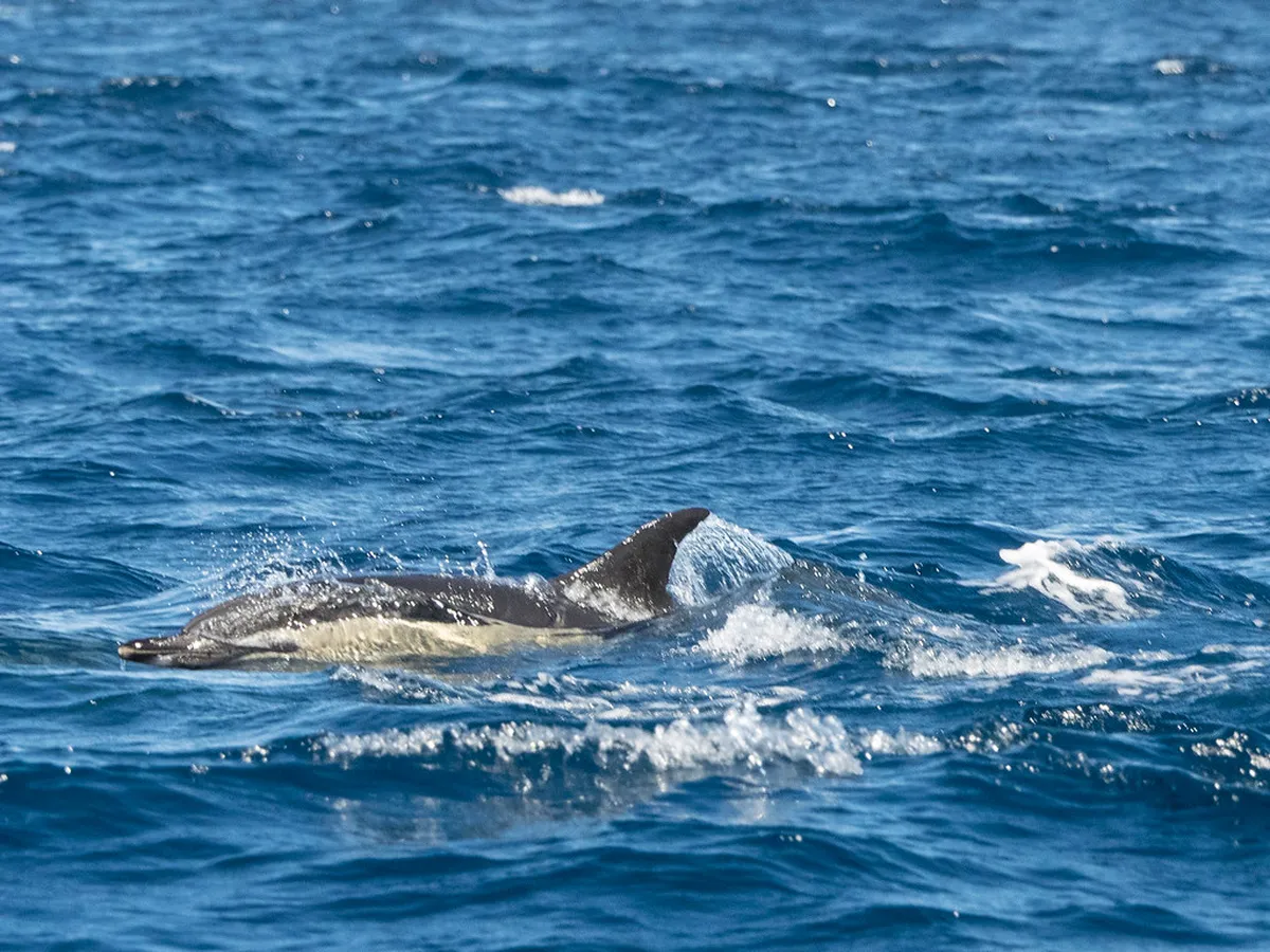 Lagos Portugal Dolphin Tours: 8 Essential Things to Know