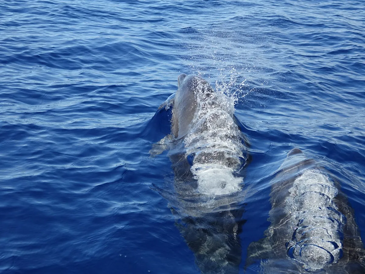 Lajes Do Pico Whale Museum: Complete Visitor Guide