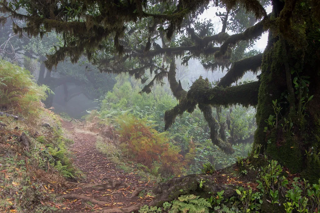 Skywalk Fanal Forest in Madeira, Portugal