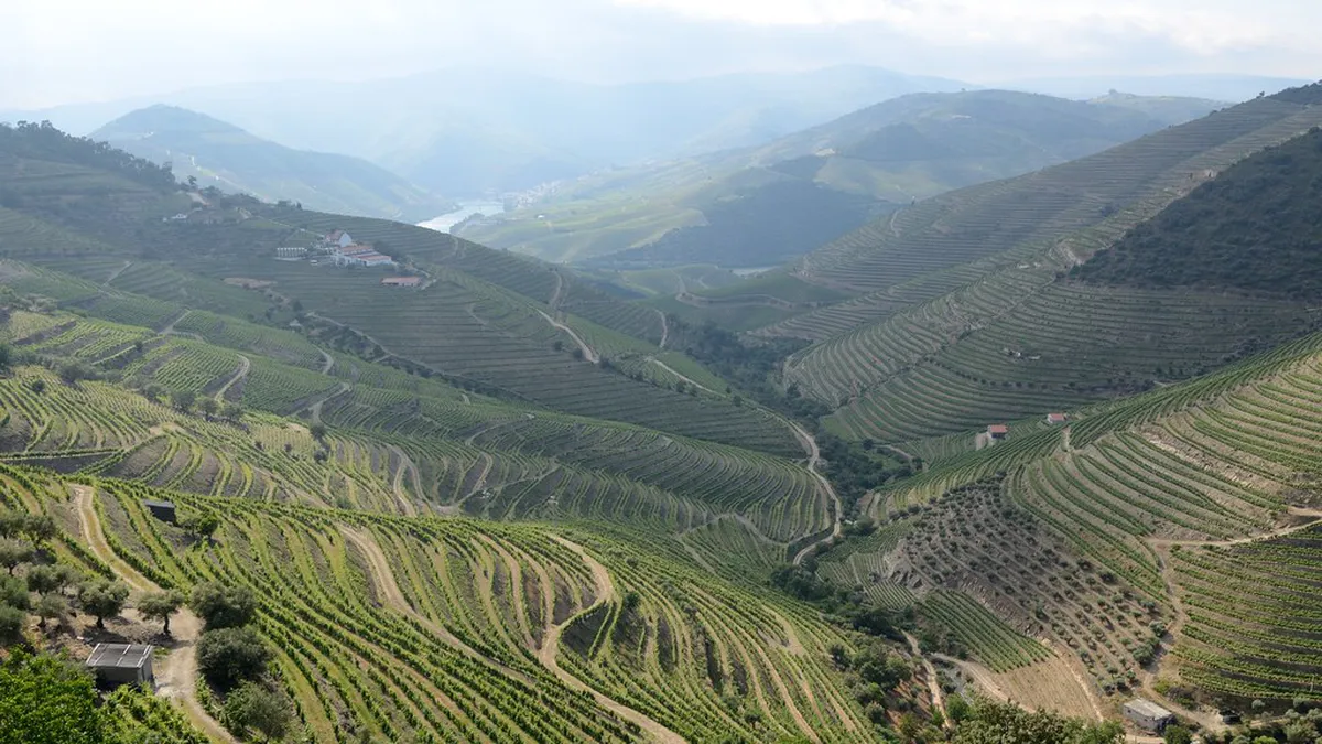 Porto to Douro Valley Wine Tasting Day Trip Guide