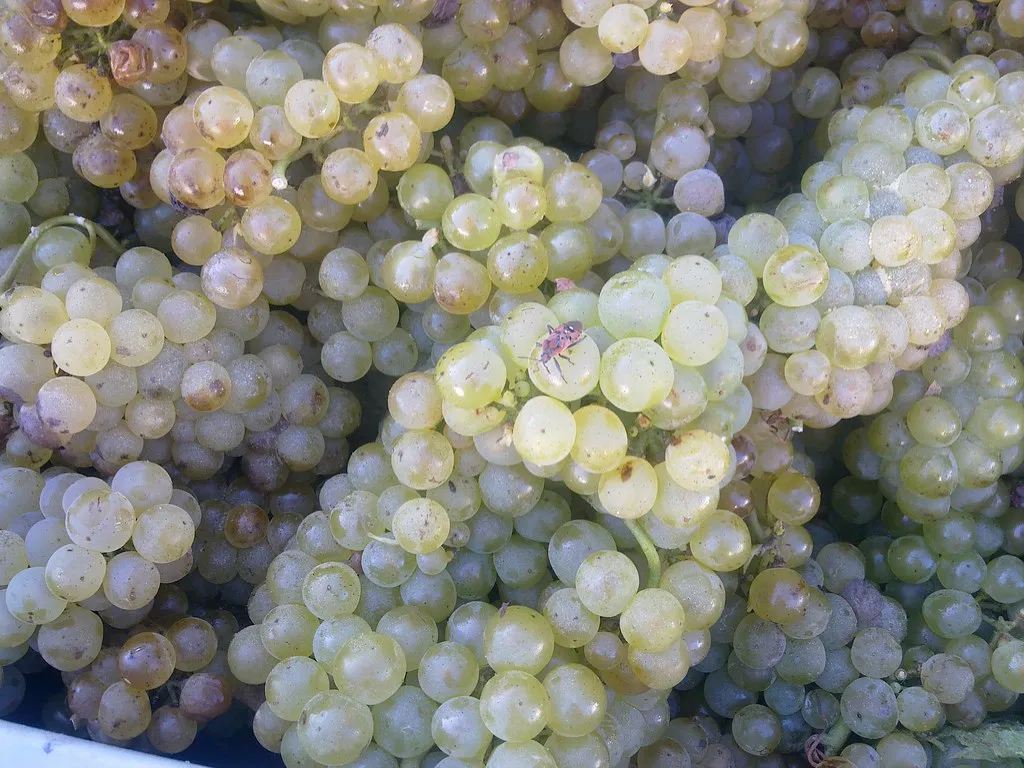 Valley harvest vindima in Portugal, Portugal