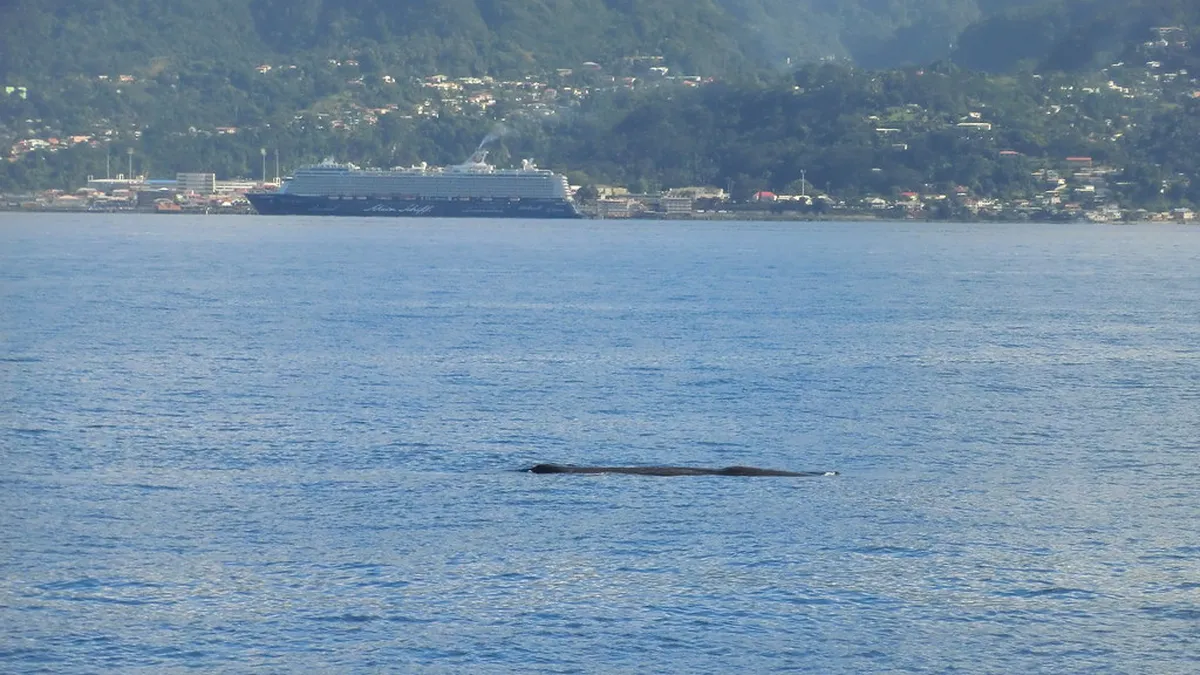 8 Essential Things to Know About Whale Watching in the Azores